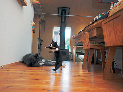 「はちわれ兄弟」から　(Ｃ)主婦と生活社／久方広之