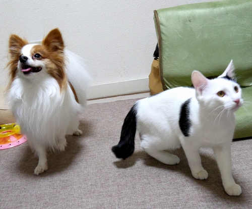 遊ぶときはお互い一生懸命なのだ