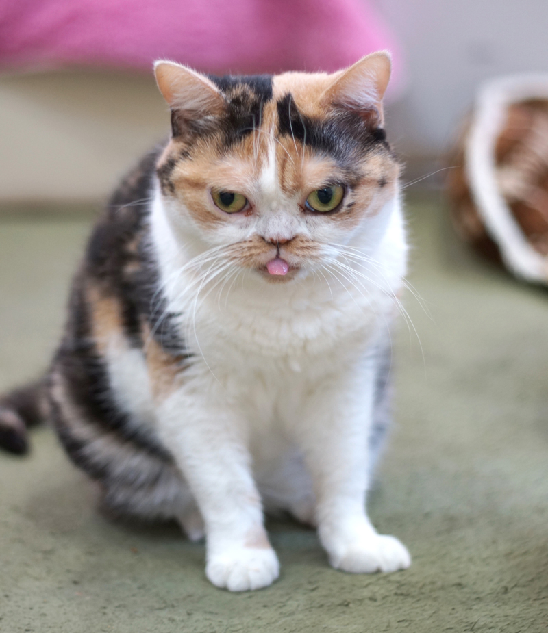 スコティッシュフォールドのファビ子。迎え入れたときにすでに、下の犬歯が上唇に刺さった状態だった