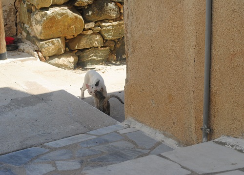 近所のお兄さんと、すぐ仲良くなれました