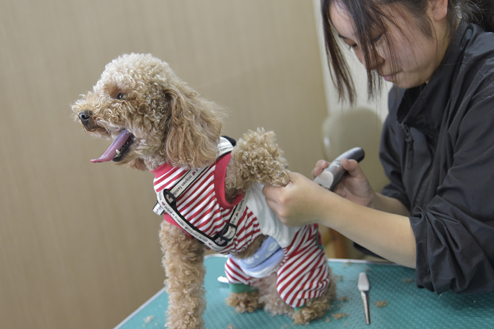 出張プチ・トリミングで爪切り中