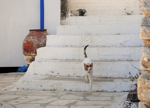 ビーチ沿いでお昼休憩中にお出迎えしてくれたネコさん。こっちは海なのにへっちゃら、ずんずんやってきて、じゃれてくれました。（アポロナス湾）