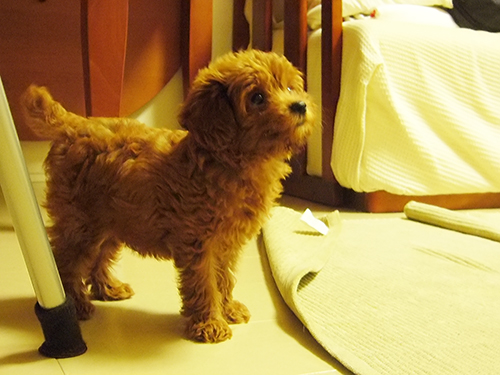 うちに来て少し経ったころ。ぷりさん短足時代