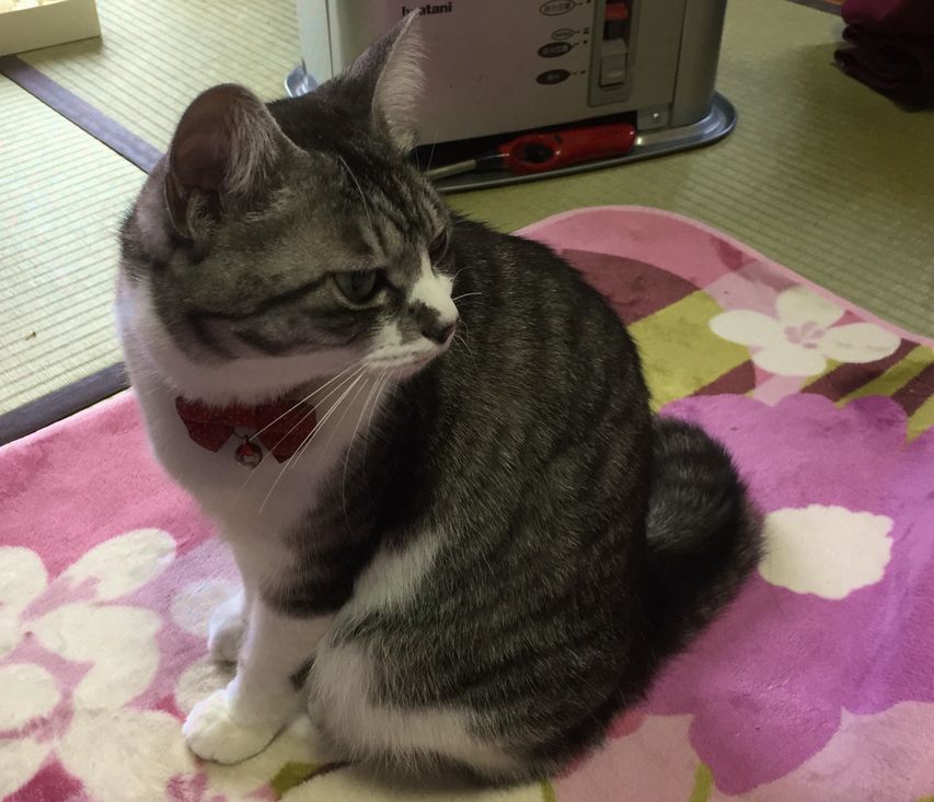 ストーブ大好き