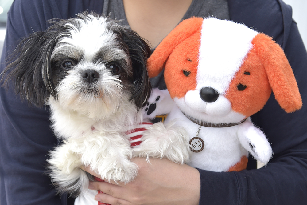 シーズーちゃんとワンサー