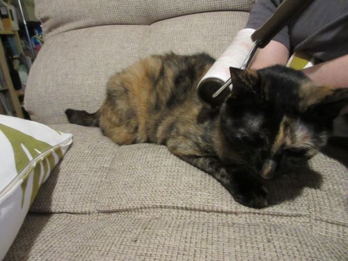 “コロコロ”大好きなあんず