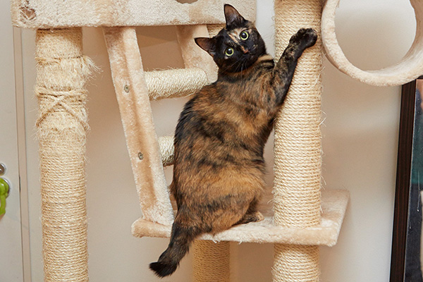 人懐こいあんずはカメラにポーズも得意