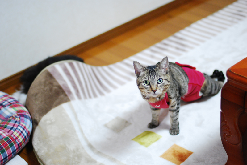 新たな飼い主を待つママちゃん＝集英社みらい文庫提供