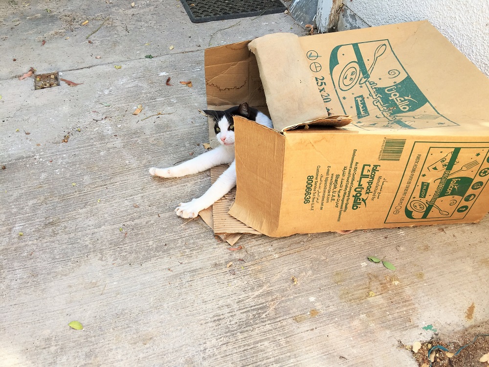 「え、きょう何かありましたっけ？」