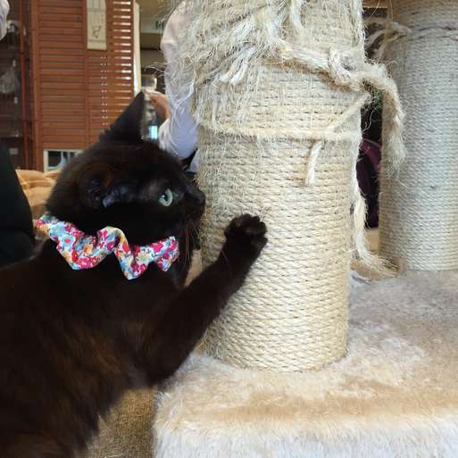 「爪研ぎの柱にまるで抱きついているみたいな格好がおもしろいですよね」（荻窪さん講評）