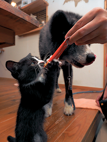 「はちわれ兄弟」から　(Ｃ)主婦と生活社／久方広之
