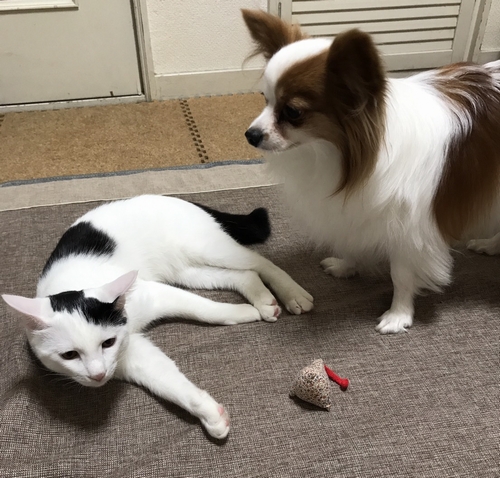 すぐに仲良くなった二匹