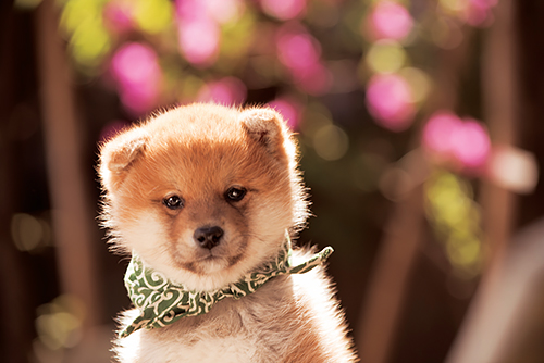 １５代目豆助（２０１５年４月～同年９月）＝テレビ大阪提供