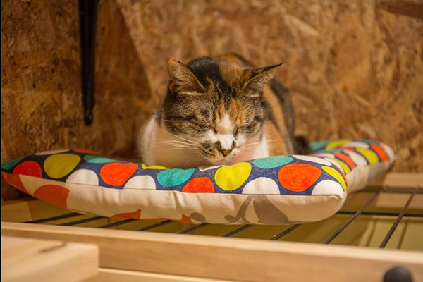 取材時、シェルターには9 匹の保護猫と譲渡対象ではない3匹のスタッフ猫が暮らしていました