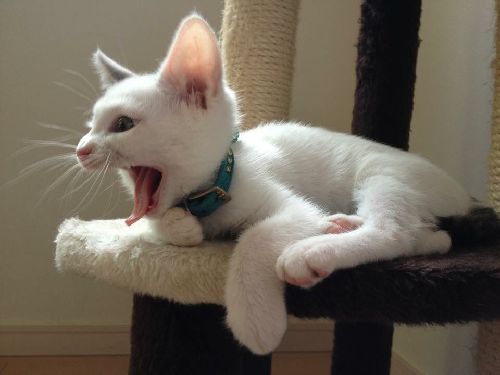 ハンデがありながらもボランティア宅で大事されていたサクラ