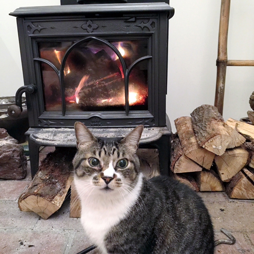 うぶうぶ（オス、推定16歳）＝とよた真帆さん提供