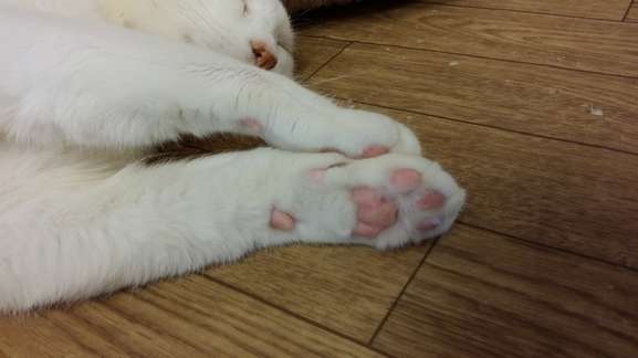 「肉球ですね。左右と下を切って顔は少し残すようにトリミングしたら、もっと肉球にフォーカスする写真になりますよ」（荻窪さん講評）