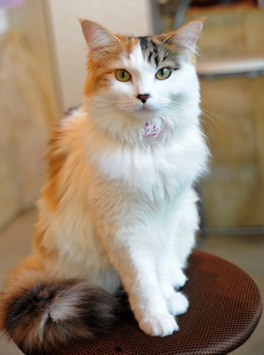 カメラ目線で写真撮影に応じる花ちゃん