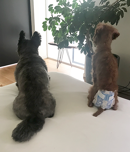 左キャンディ、右ヴィヴィアン