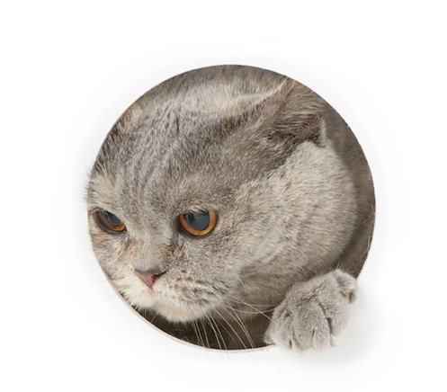 まあ気を永く猫の時節を待つがよかろう。