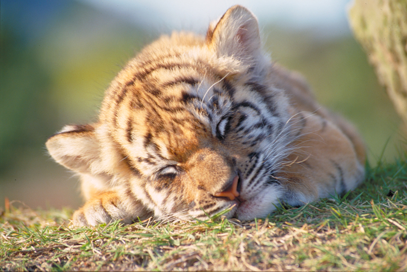 「なぜ？の図鑑」学研プラス提供