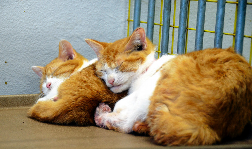 保護された猫たち。不妊手術で打たれた麻酔でうとうとしていた＝長野市保健所  