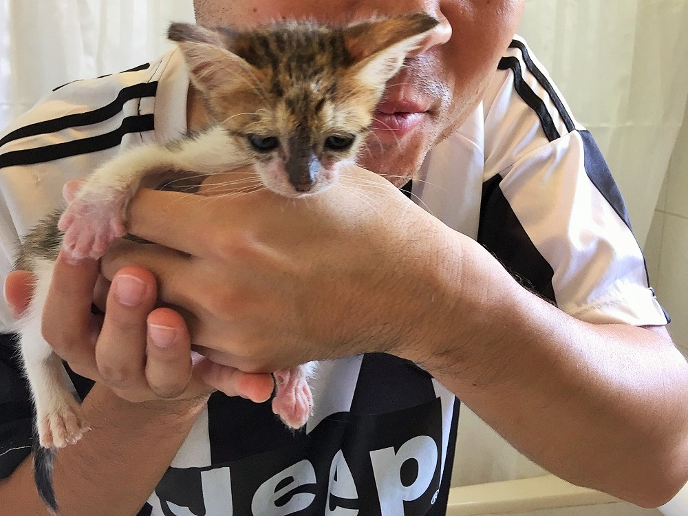 一口で食べてしまえそうなほど小さい