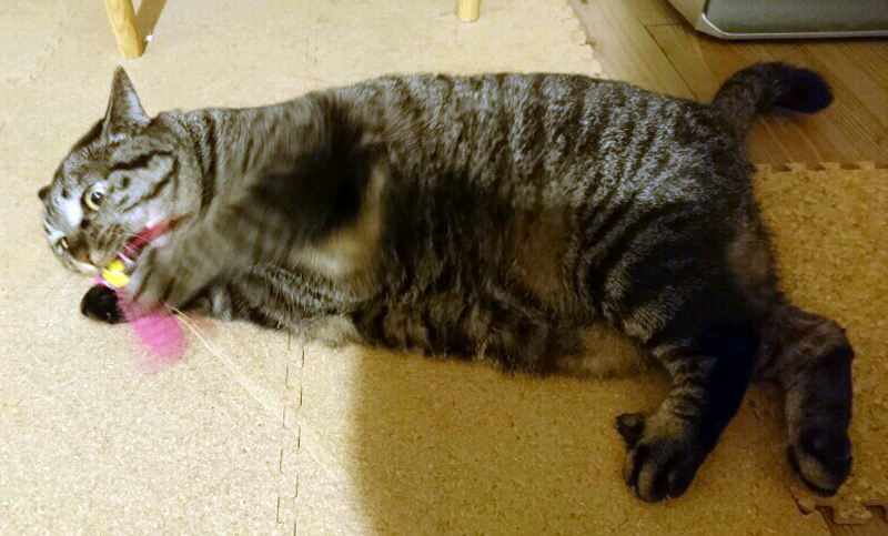 おもちゃと接する時は、常に真剣。