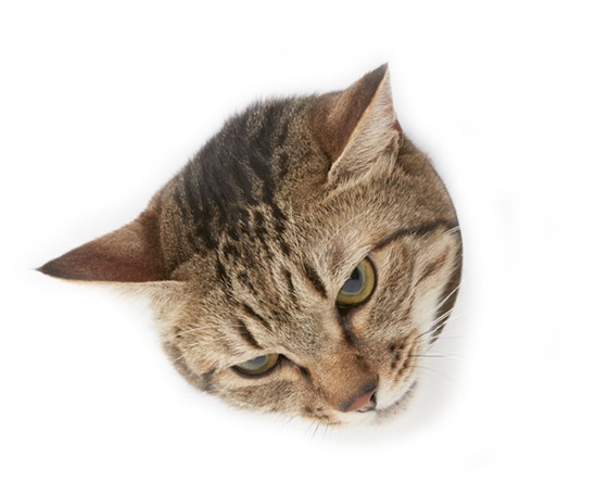 聞きたければ鰹節の一折も持って習いにくるがいい、いつでも教えてやる。