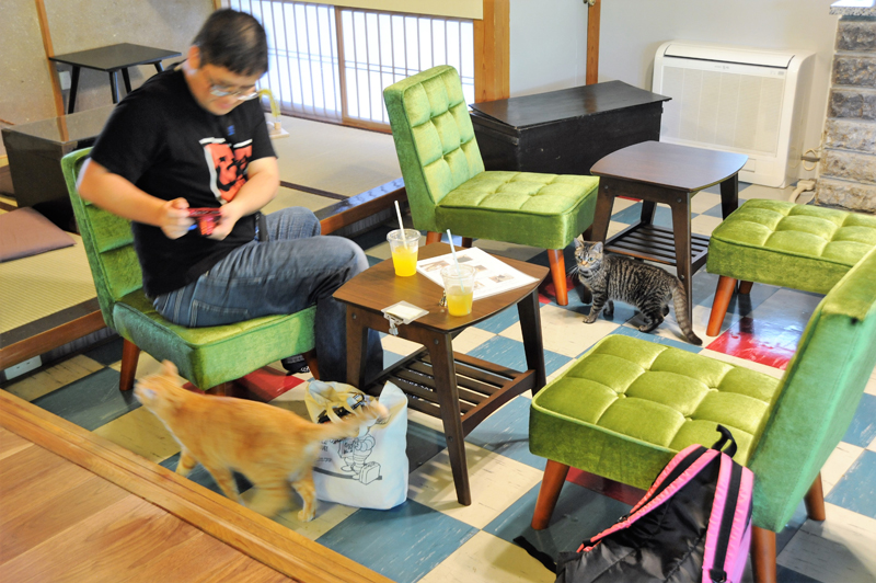 店内では自由に猫と触れ合い、写真撮影ができる