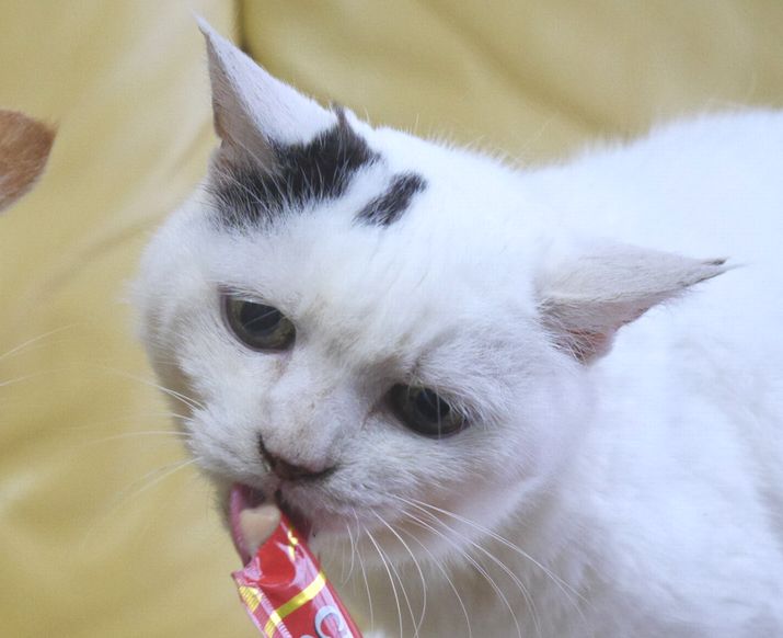 食べるの大好きだったね、チャーミングなベルちゃん