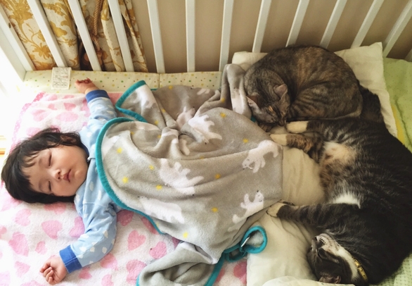 昼寝中、いつも足元には猫たちが