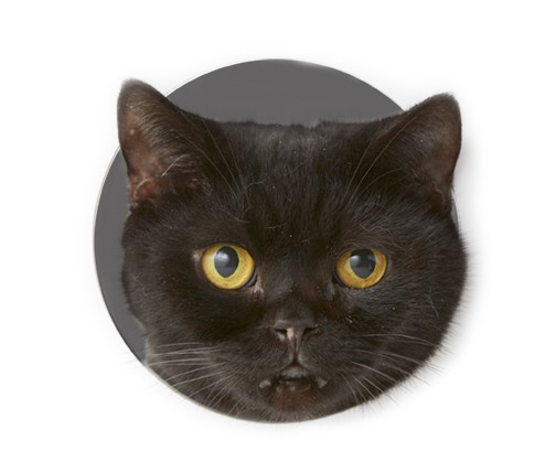 観察すればするほど、彼らは我儘なものだと断言せざるを得ない