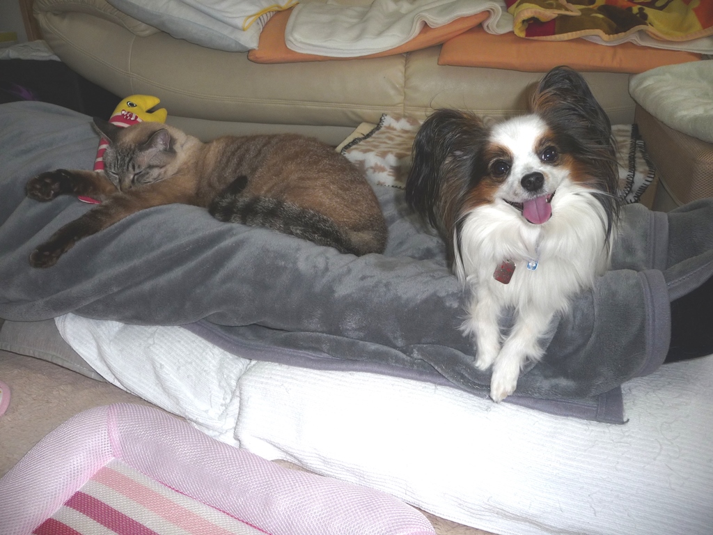 購入後に動脈管開存症だとわかったパピヨン