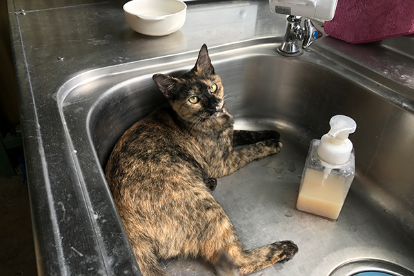 ボルダリングの後はシンクでクールダウン？