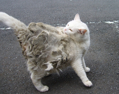 外にいる時ガチガチに固まっていたマツコの背中の毛（辰巳出版/キャットラウンジＭＥ）