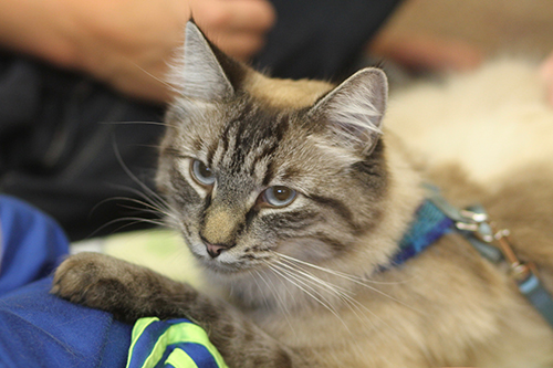 初対面の子どものひざに前足をのせ、愛嬌をふりまくタイ