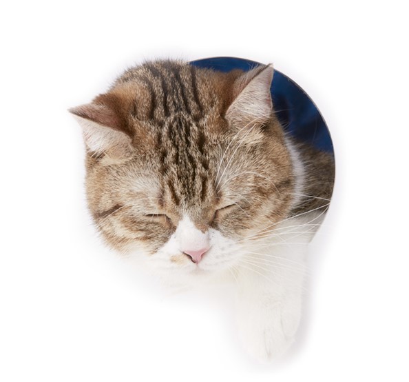 欲をいっても際限がないから生涯この教師の家で無名の猫で終るつもりだ。