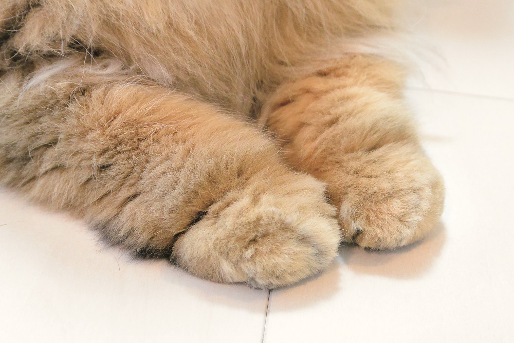 むっちりまんまるお手々