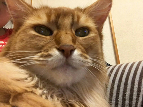 長女に抱っこされるソマ