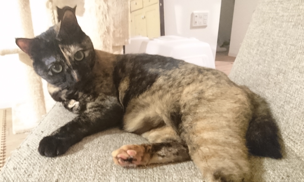 サビ柄って不思議な柄です。