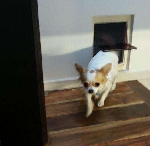 ペットドアから廊下に出るすみれ