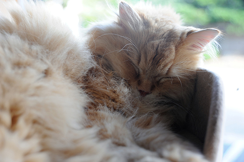 窓際で眠るあさひ（ラガマフィン、オス）