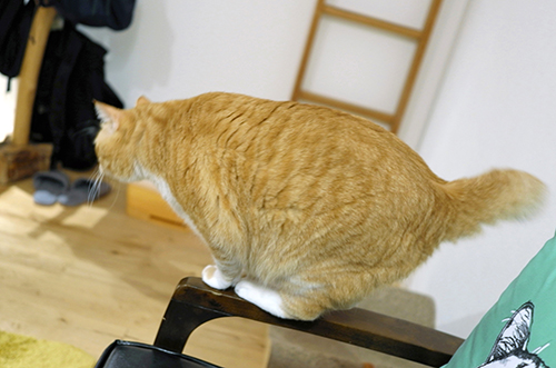 ソファーからジャンプすると見せて普通に降りる