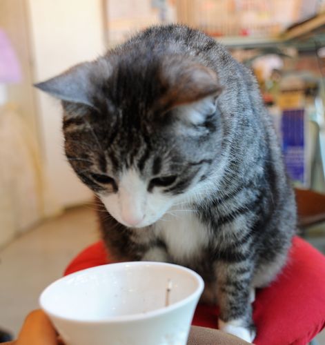 またたびのお香をかぐジジ