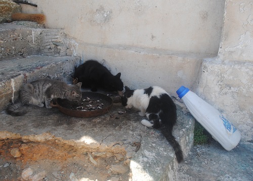 いちばん最近の1枚（9月下旬）。かなり体のバランスが成猫に近づいてきました