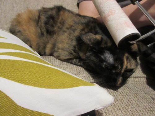 コロコロで、気持ちよさそうに「ゴロゴロ」言ってます