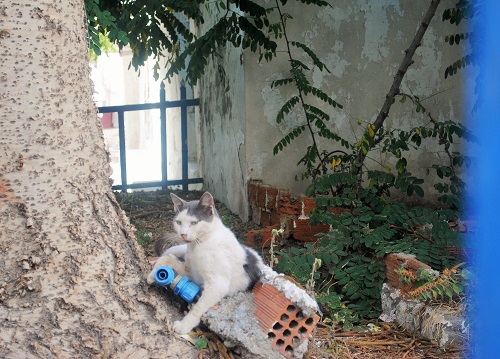 「これ以上寄ったら水かけちゃうぞ！」とでも言いたげな、ホースを持ったネコさん！（ホラ）