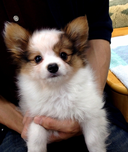 ノアは家に来てすぐにネジを飲んでママを慌てさせた。（無事でした）