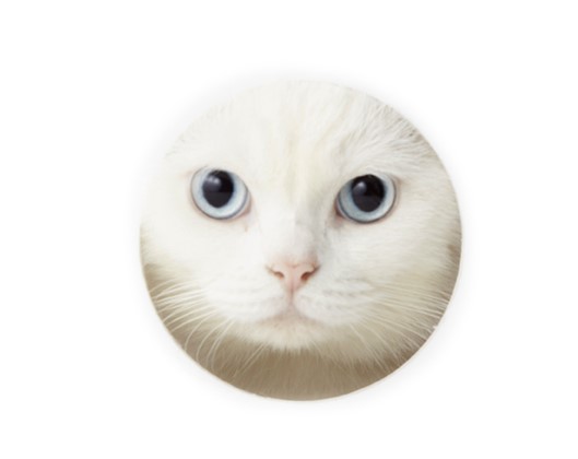 櫛とか称する無意味な鋸ようの道具を用いて頭の毛を左右に等分して嬉しがってる